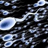 Сперматозоиди