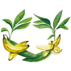 Рисунка на плод банан Монин