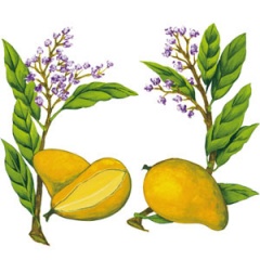 Рисунка на плод манго за сиропи Монин