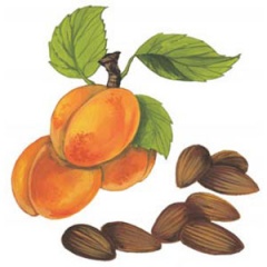 Ядките от кайсии и горчиви бадеми са оснавната съставка на Амаретото