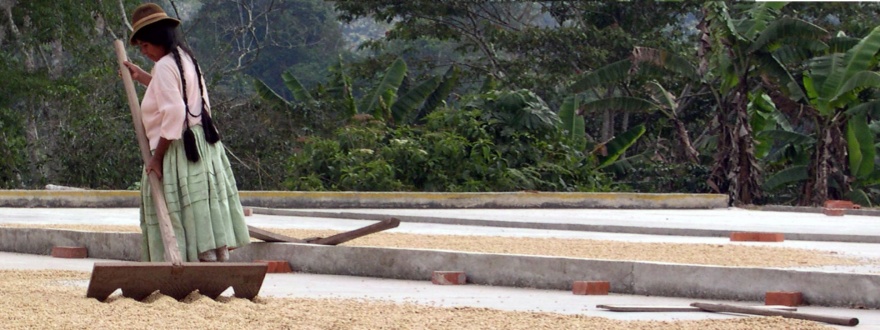 Обработка на кафе в Южна Америка